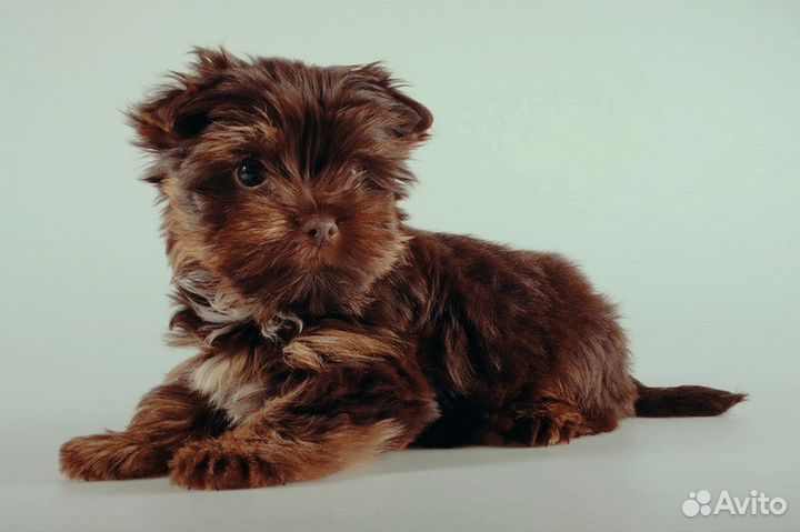 Девчонка - Зажигалка