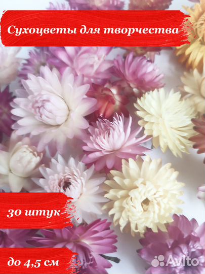 Сухоцветы для творчества