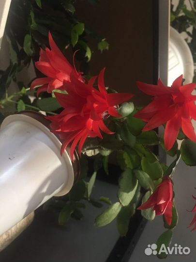 Декабрист, Пасхальник Рипсалидопсис разные сорта