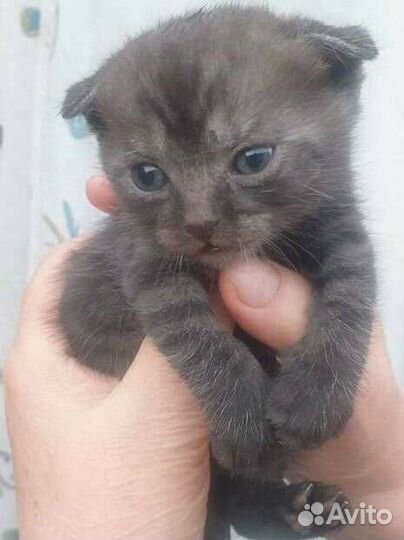 Котята вислоухие