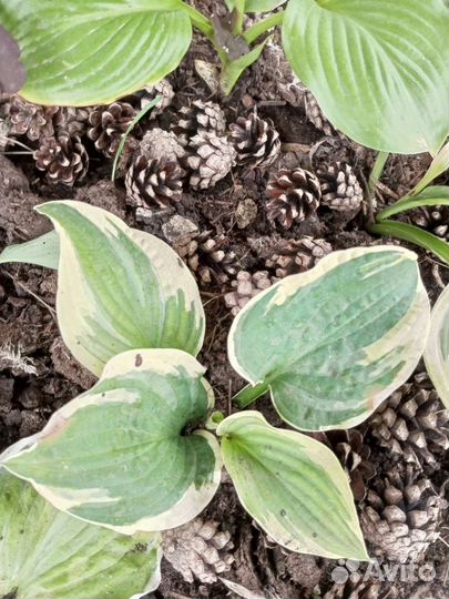 Хосты сортовые