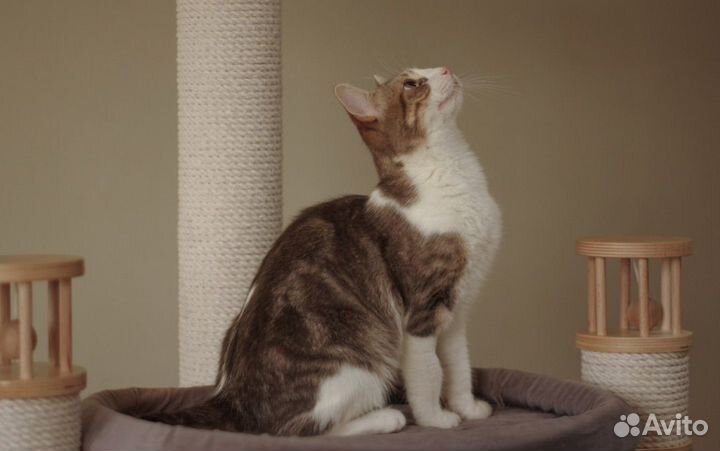 Отдается кошка