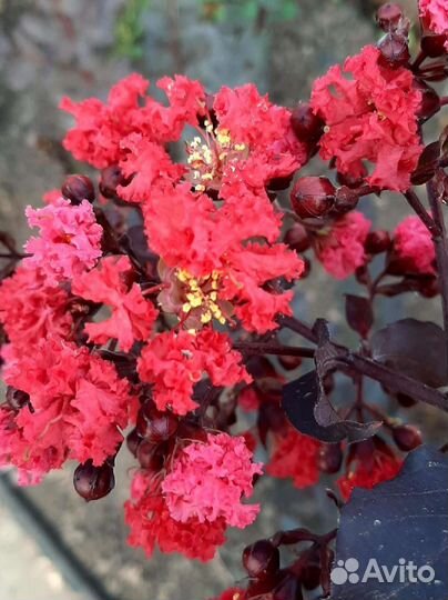 Питтоспорум вариегатный