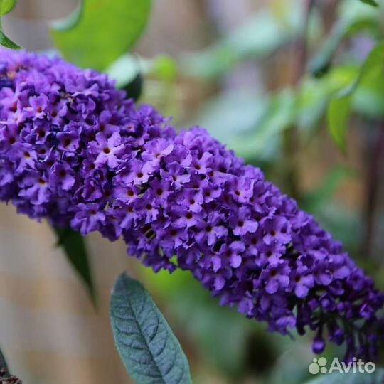 Буддлеи Давида