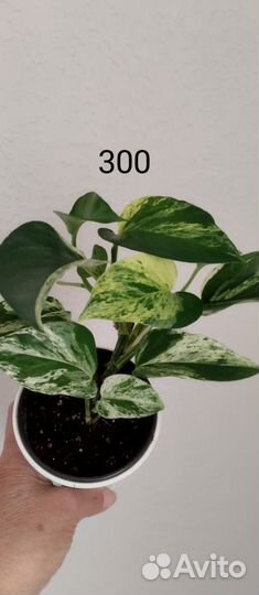 Разные. Сциндапсус эпипремнум