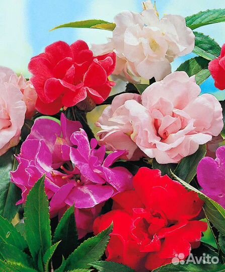 Бальзамины