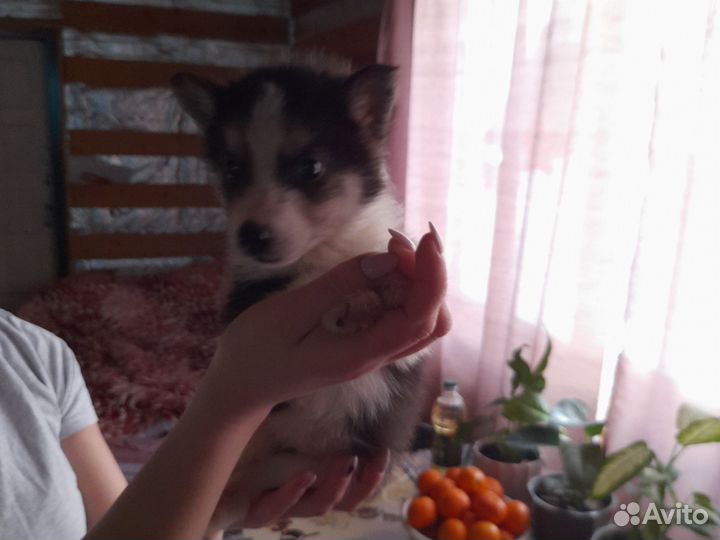 Щенки в добрые руки
