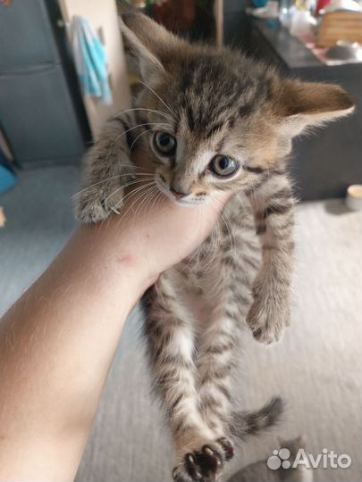 Котята бесплатно