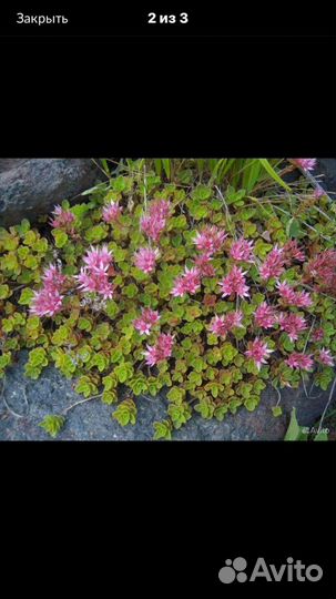 Очиток ложный