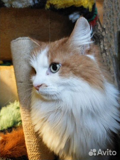 Кошки в добрые руки бесплатно