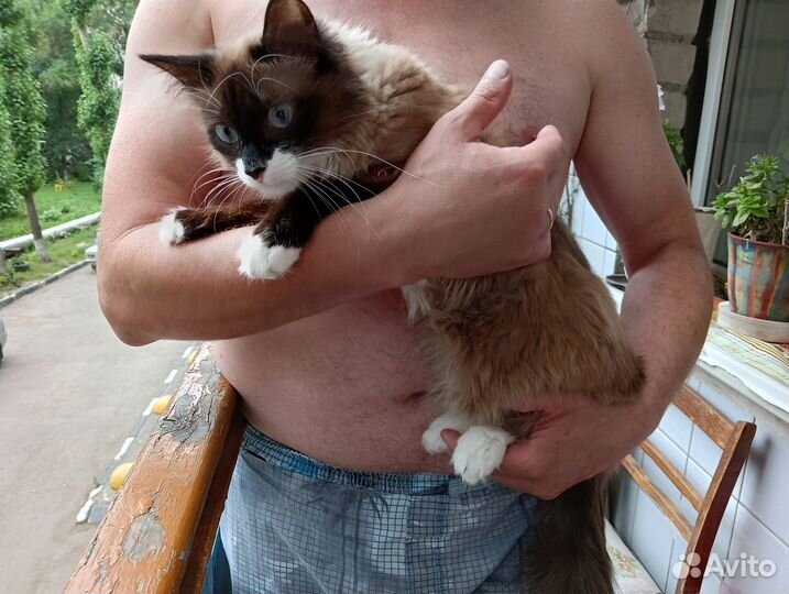 Кот в добрые руки