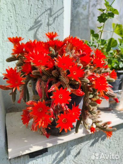 Кактусы и суккуленты