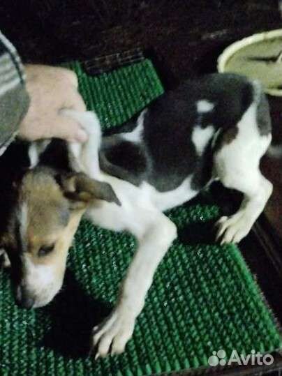 Русская пегая гончая