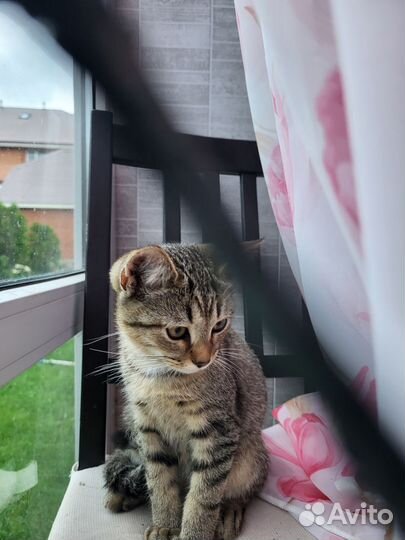 Котенок девочка бесплатно
