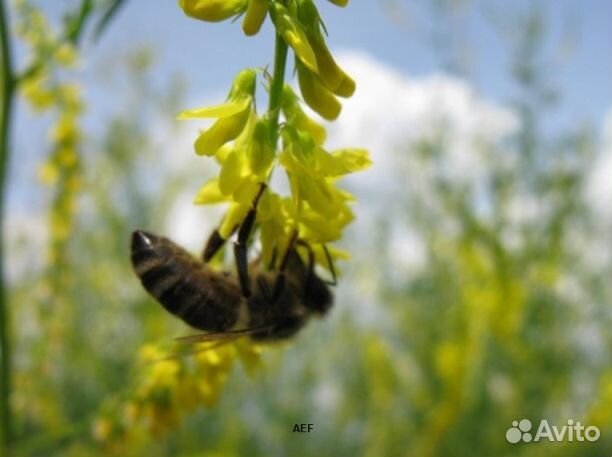 Мед 24 года из Алтая опт
