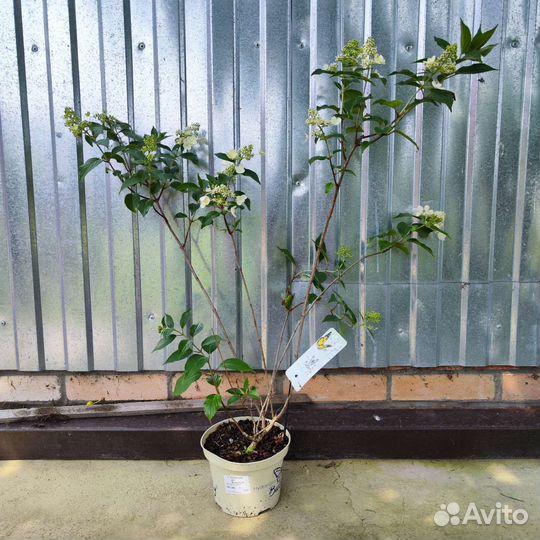 Гортензия Полярный медведь Киушу Батерфляй