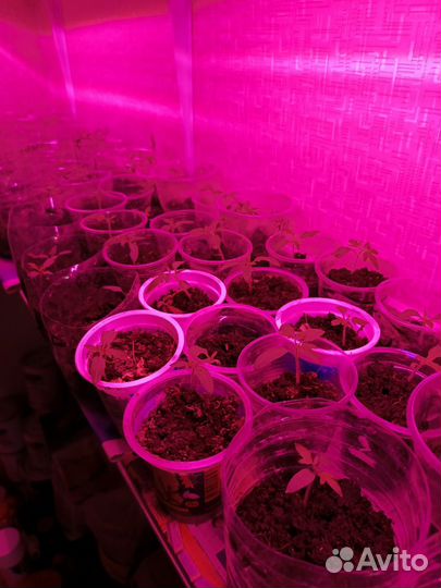 Рассада томатов и перца