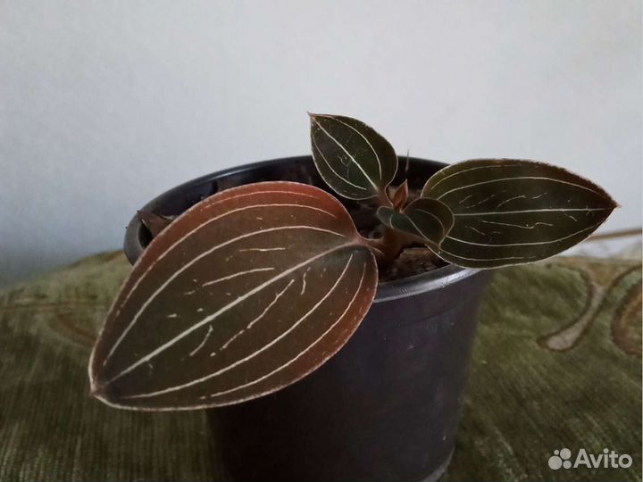 Драгоценная орхидея Лудизия Дисколор