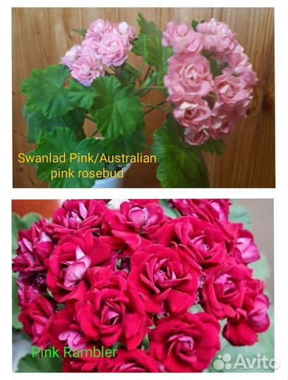 Пеларгония герань Swanland Pink, 'Diana Palmer'
