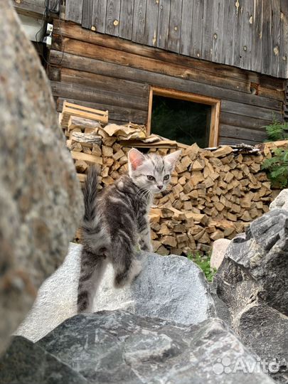 Отдам котенка в добрые руки бесплатно