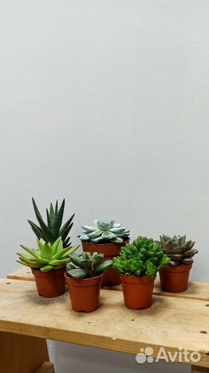 Суккуленты