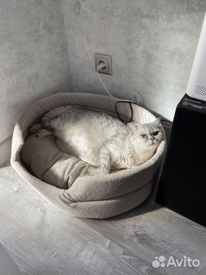 Кошечка Боня