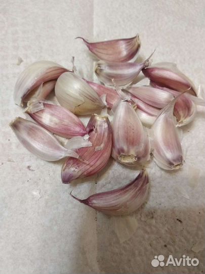 Чеснок