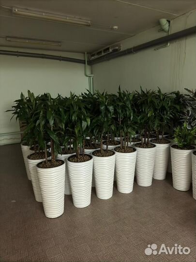 Драцена Джанет Крейг зелёная