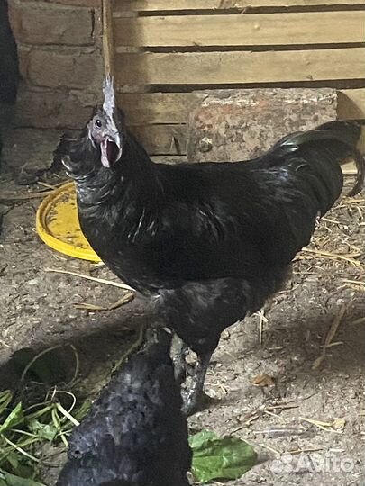 Продам молодых петухов