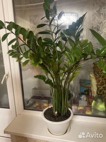 Замиокулькас -долларовое дерево