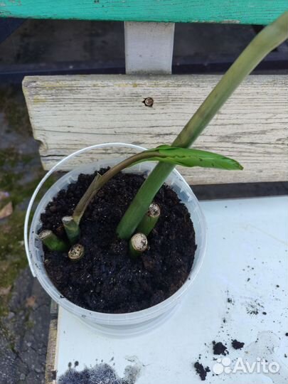 Замиокулькас