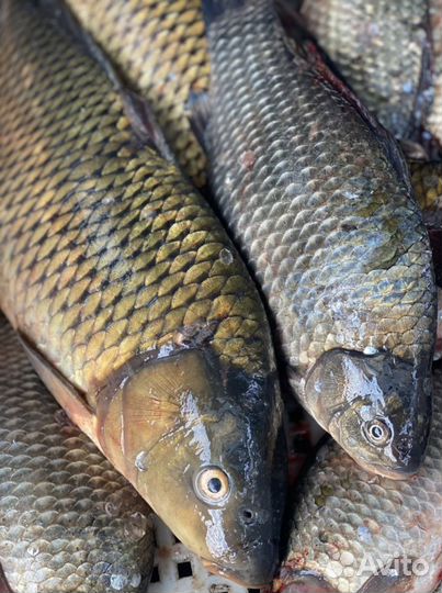 Пелядь, Карась, щука, сазан, лещ