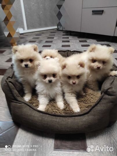 Щенки немецкого шпица