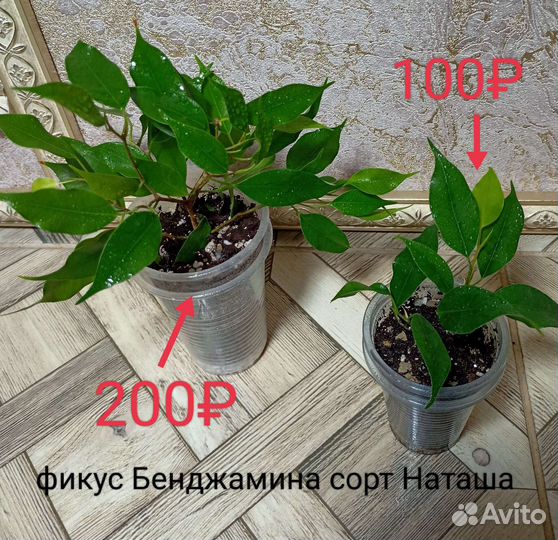Несколько сортов фикусов