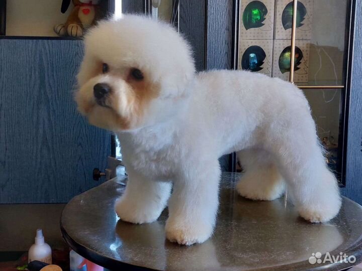 Бишон фризе вязка