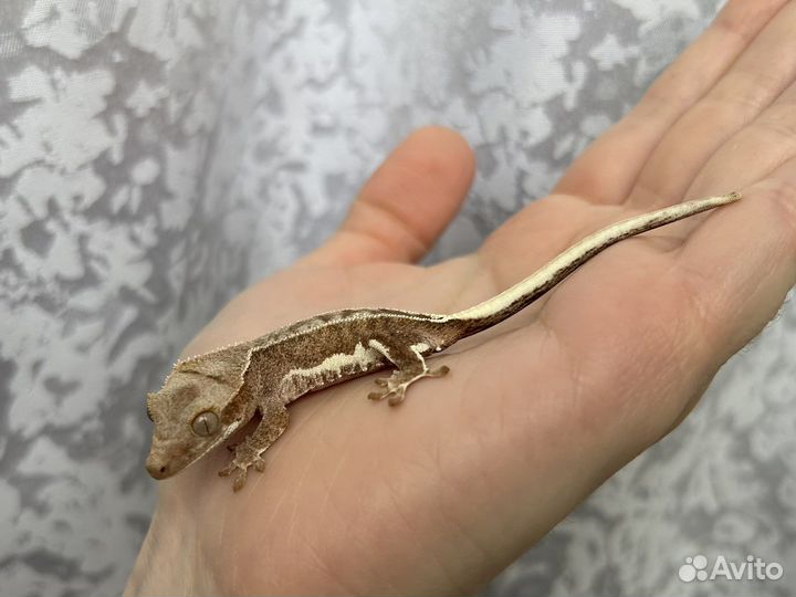 Реснитчатый бананоед Phantom Lilly White