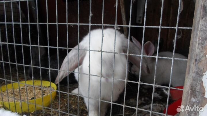 Кролик самец