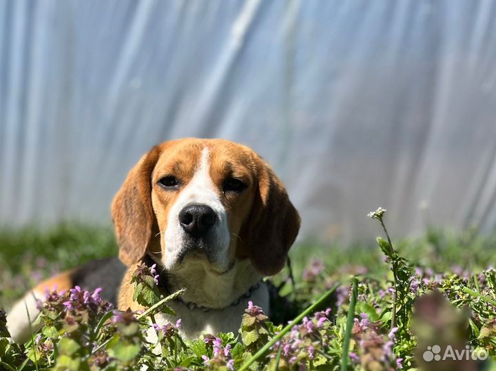 Бигль для вязки