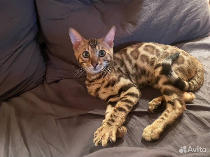 Бенгальские котята