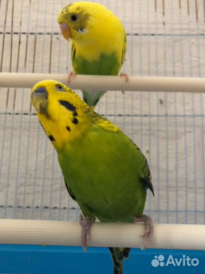 Волнистые попугаи с клеткой
