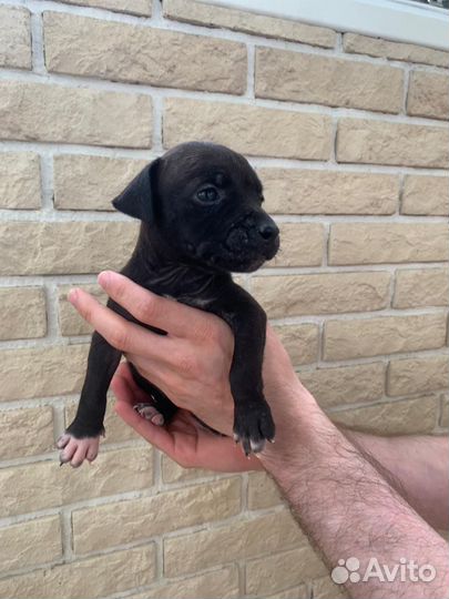 Щенки питбультерьера