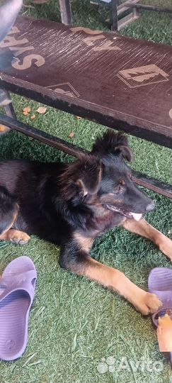 Метис с немецкой овчаркой