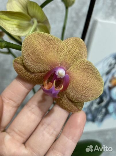 Орхидея фаленопсис