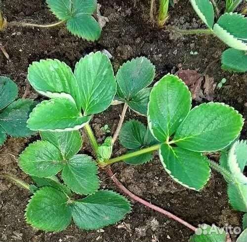 Клубника Гигантелла усы