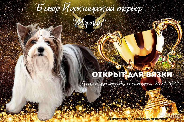 Бивер йорк вязка