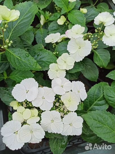 Гортензия Опт.2 года.Сбежавшая Невеста,Френч Б