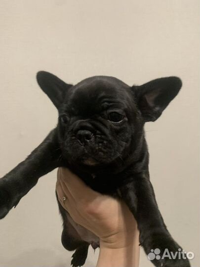 Французский бульдог