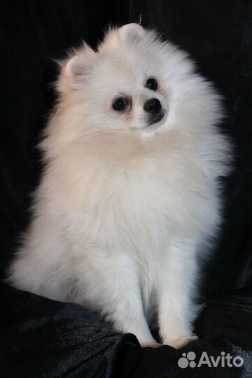 Шпиц. Щенок. Мальчик