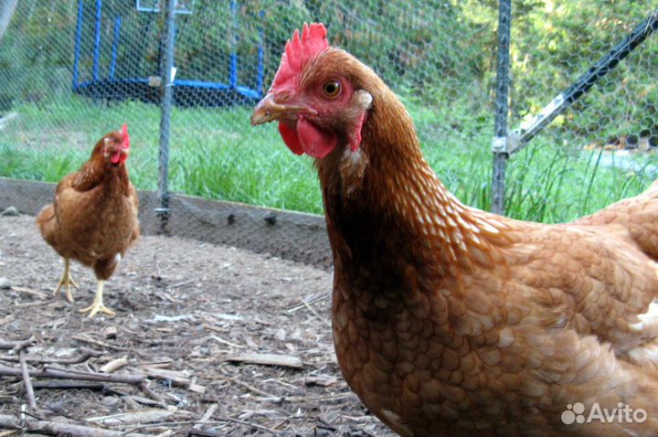 Куры несушки с агрофермы