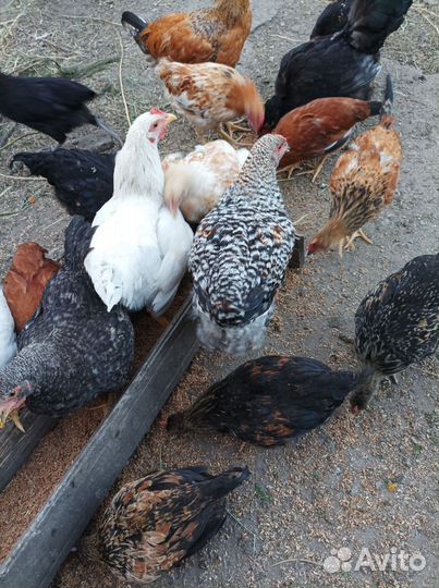 Петушки 2,3,4-хмесячные